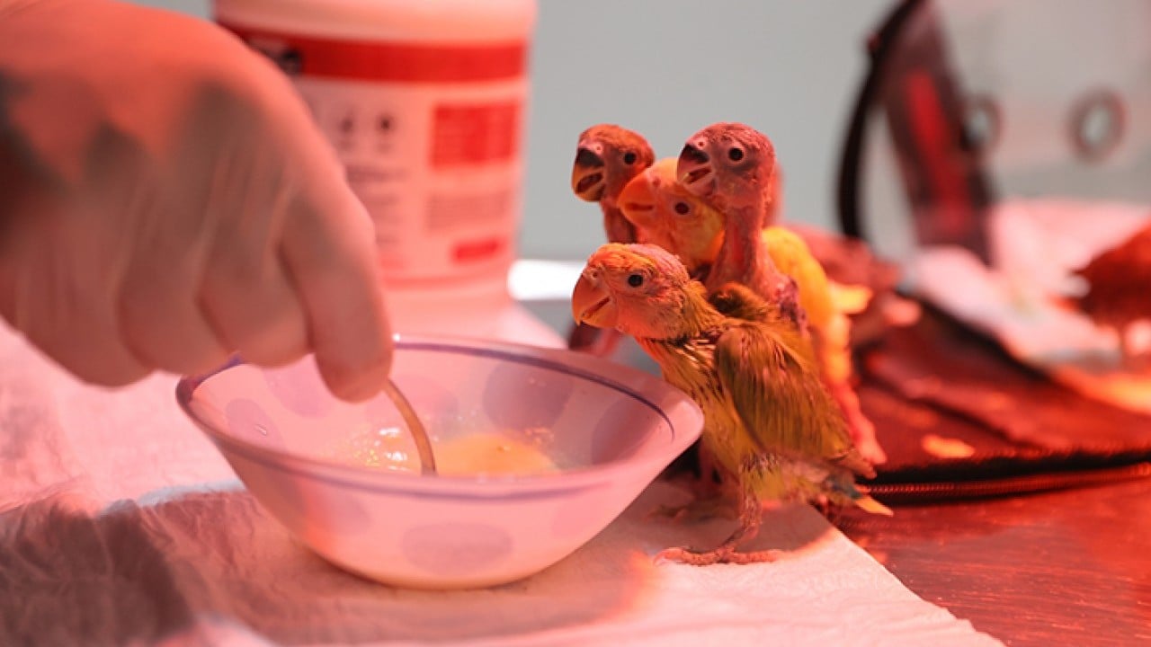 Foto - Bebek gibi özenle bakılıyorlar