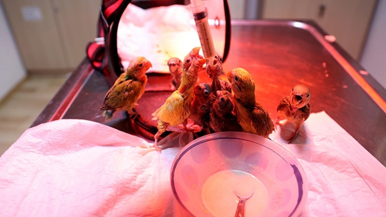 Foto - Bebek gibi özenle bakılıyorlar