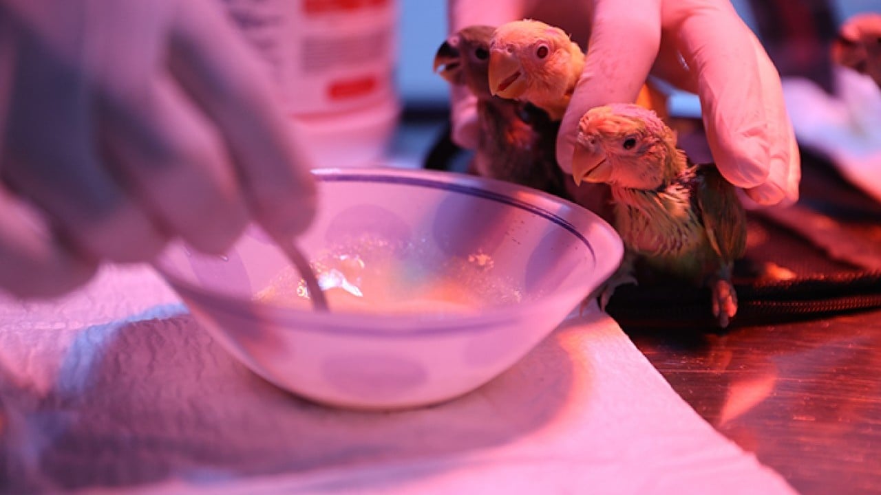 Foto - Bebek gibi özenle bakılıyorlar