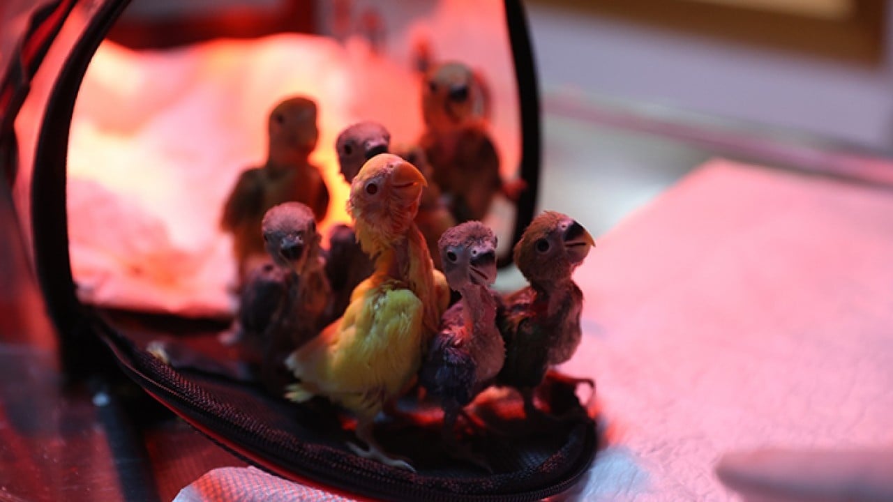 Foto - Bebek gibi özenle bakılıyorlar