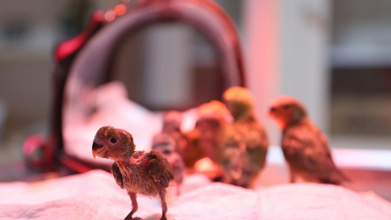 Foto - Bebek gibi özenle bakılıyorlar