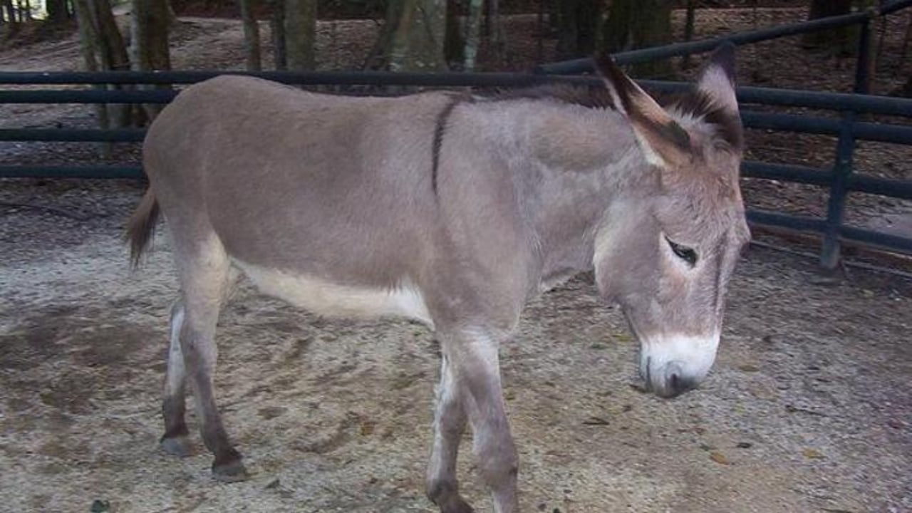 Foto - Bebeklere kapıyı kapatan Avrupa ülkesinden şaşırtan "eşek" kararı