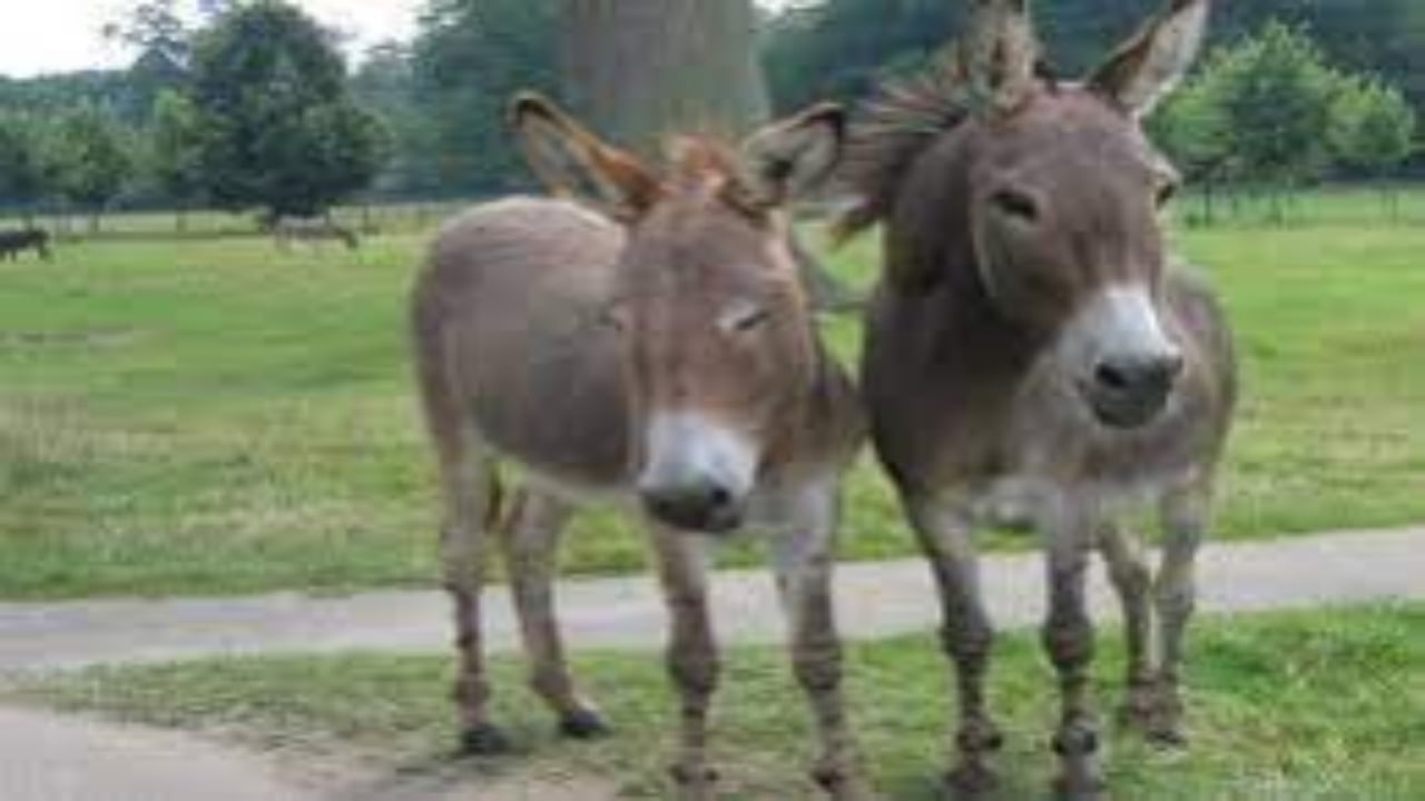 Foto - Bebeklere kapıyı kapatan Avrupa ülkesinden şaşırtan "eşek" kararı