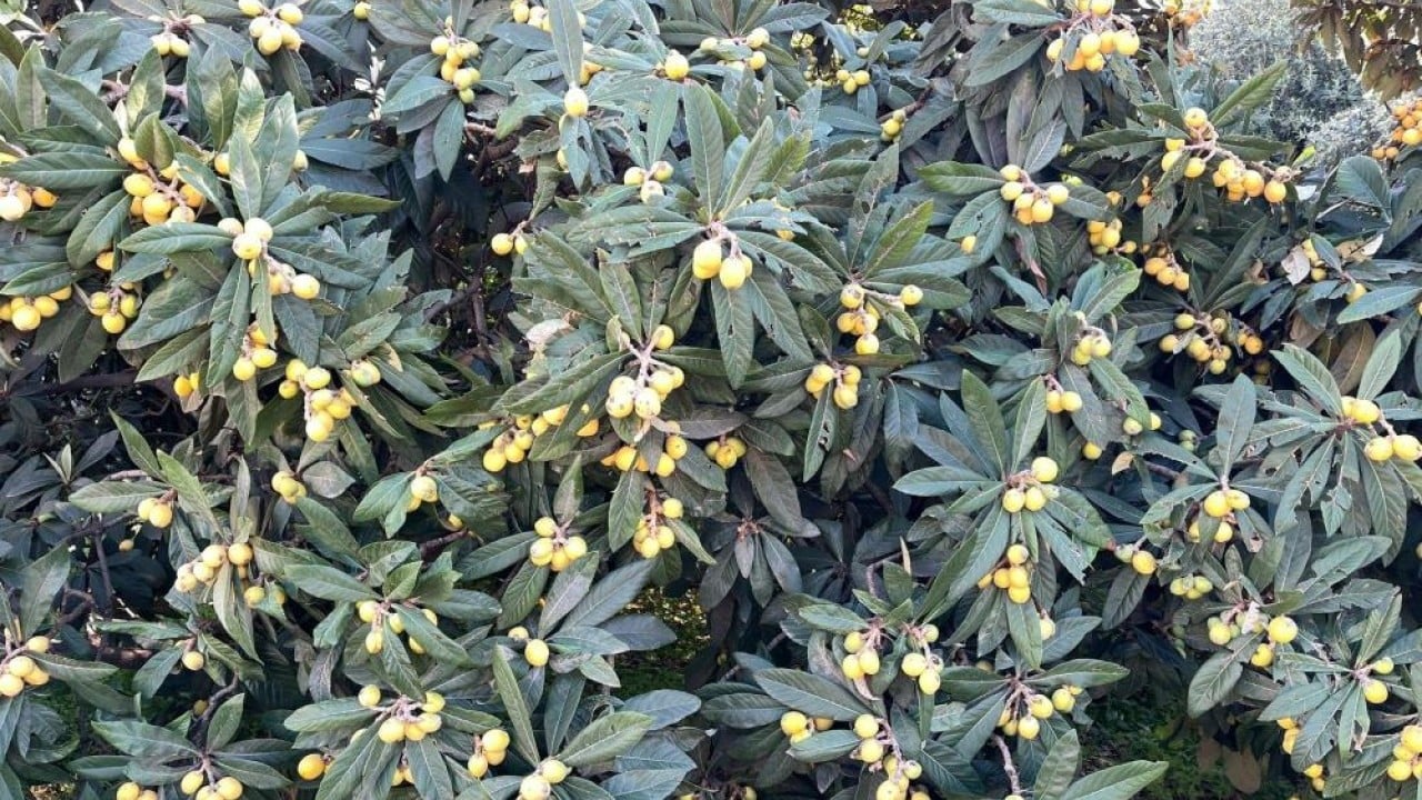 Foto - Bedava dağıttı poşeti alan bahçeye koştu