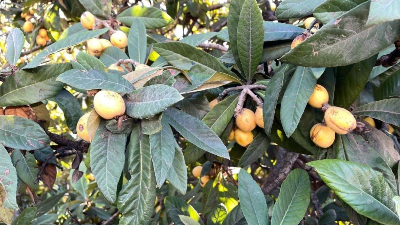 Foto - Bedava dağıttı poşeti alan bahçeye koştu