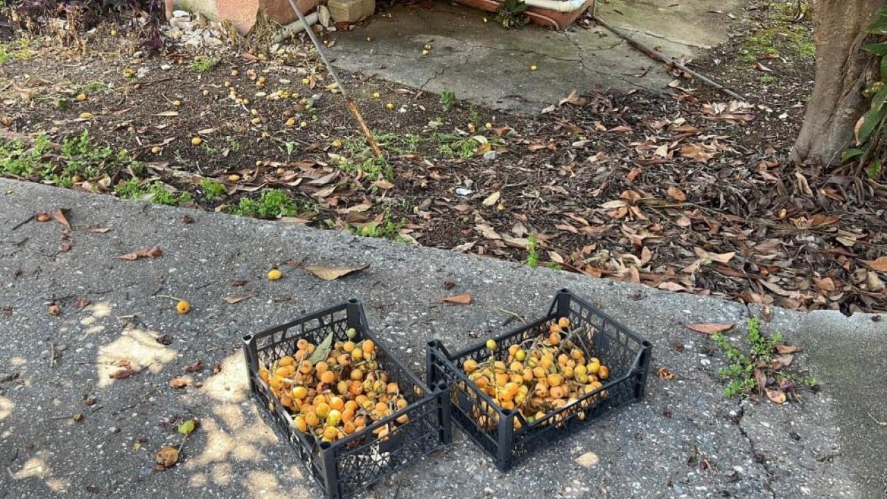 Foto - Bedava dağıttı poşeti alan bahçeye koştu