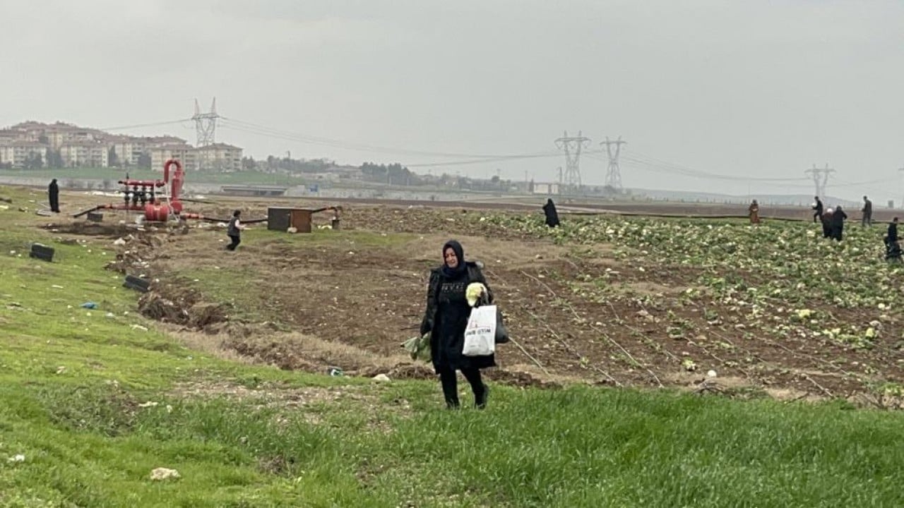 Foto - Bedavacıları yağmur da durduramadı Arabalarla gelip tarlayı silip süpürdüler