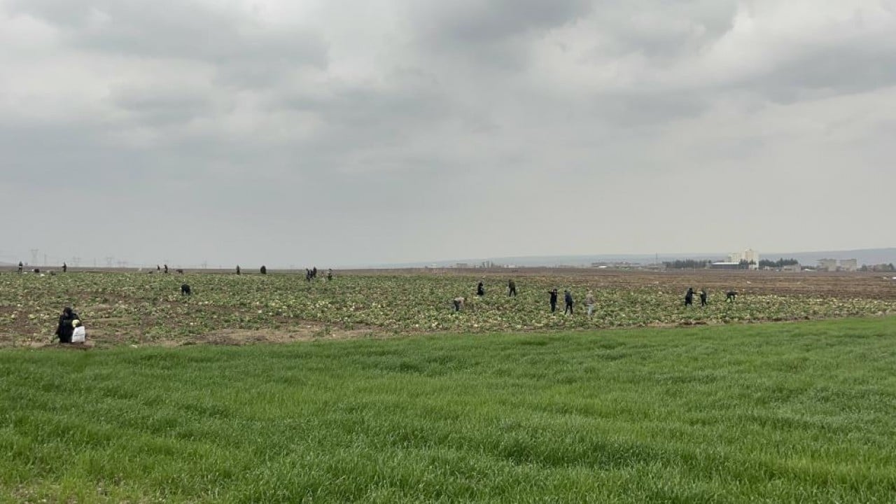 Bedavacıları yağmur da durduramadı Arabalarla gelip tarlayı silip süpürdüler
