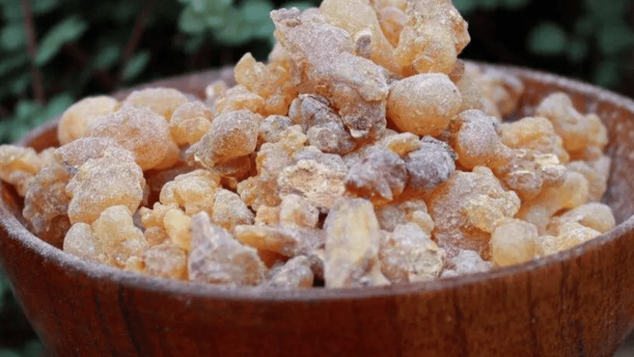 Foto - O nöbetlere nefes olacak... Sakız deyip geçmeyin! Kuru öksürüğün ilacı