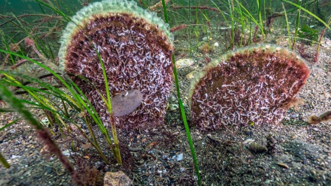Foto - Belediye başkanı dalış yaptı, su altından müjdeyle çıktı