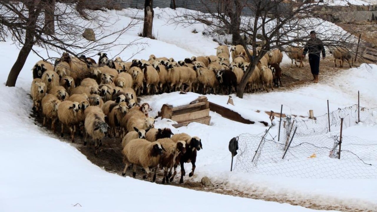 Foto - Besiciler uykusuz kuzular güvende