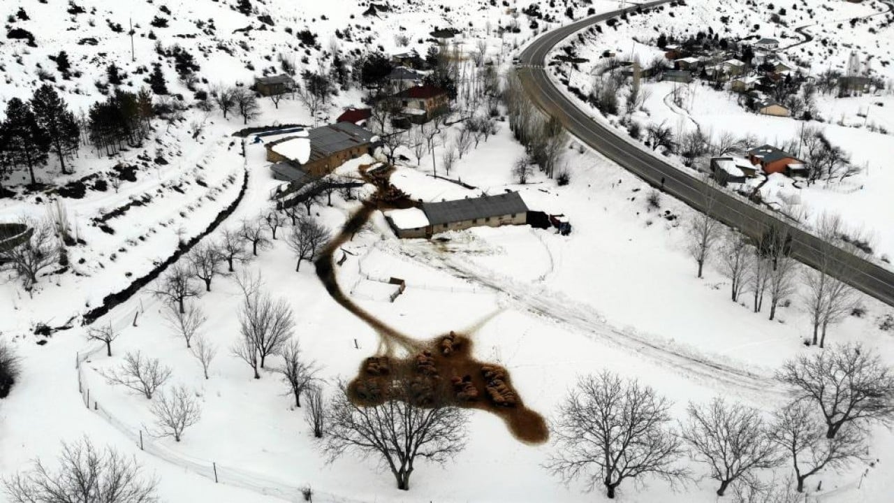 Besiciler uykusuz kuzular güvende