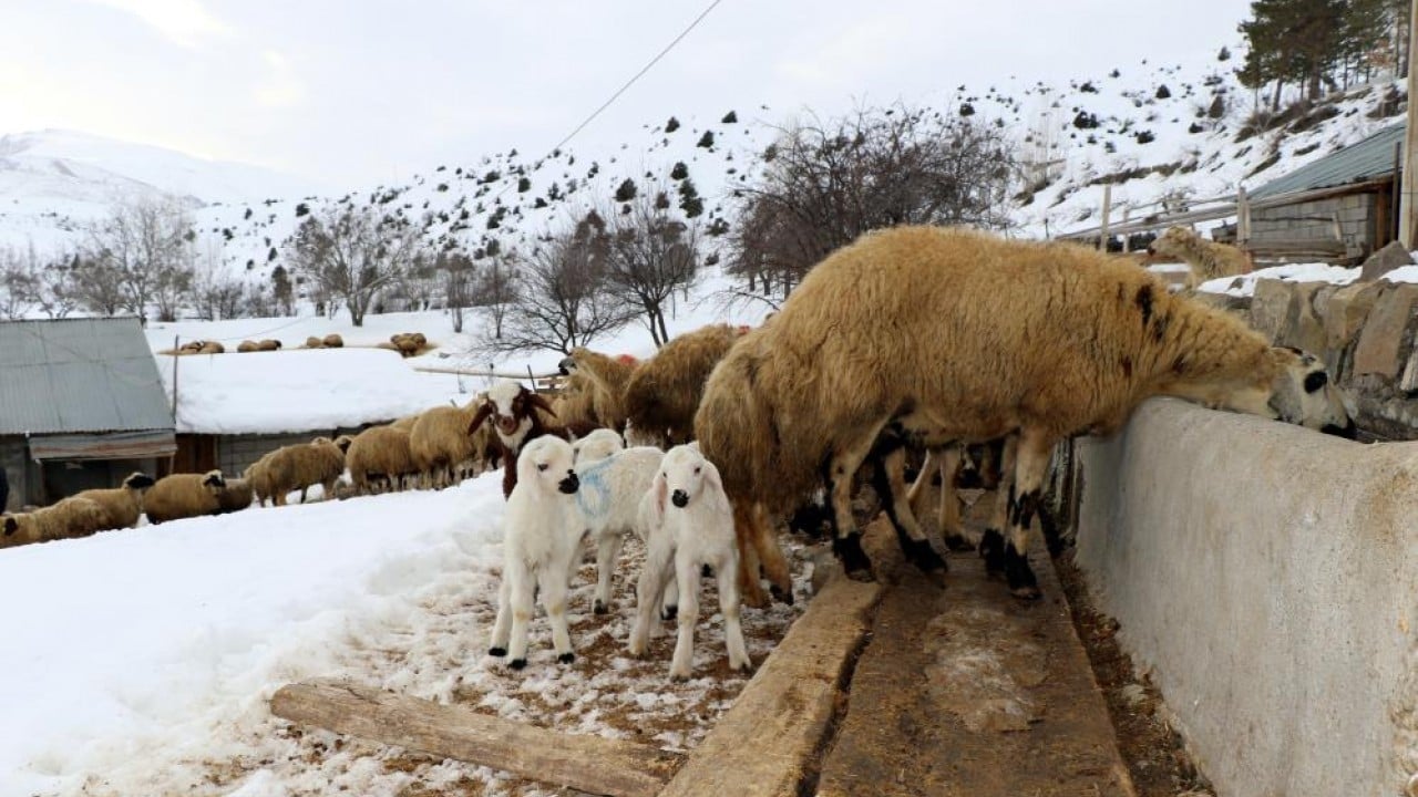 Foto - Besiciler uykusuz kuzular güvende