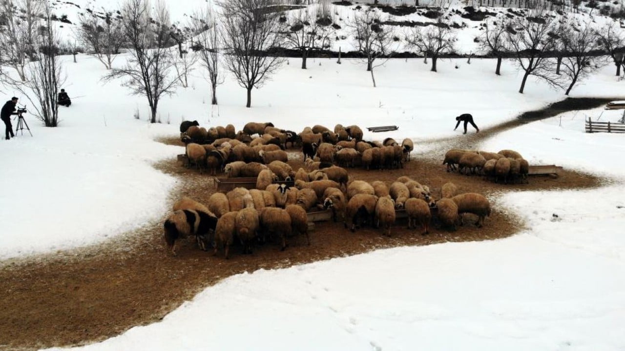 Foto - Besiciler uykusuz kuzular güvende