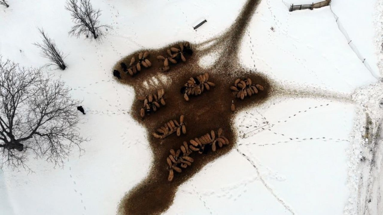 Foto - Besiciler uykusuz kuzular güvende