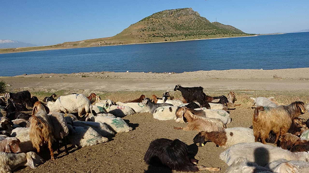 Foto - Besicilerin 15 kilometrelik zorlu mesaisi! Toz bulutları arasında ekmek mücadelesi