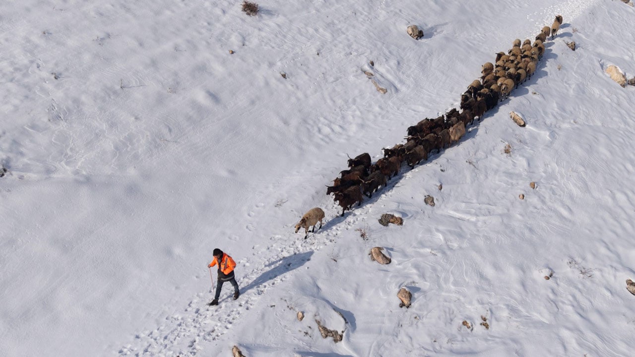 Foto - Besicilerin zorlu 'kar' mesaisi: Sürüler beyaz örtüde yol alıyor
