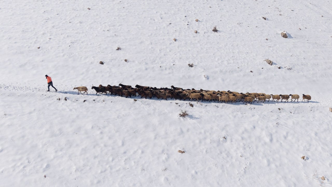 Besicilerin zorlu 'kar' mesaisi: Sürüler beyaz örtüde yol alıyor