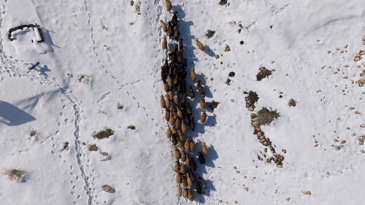 Foto - Besicilerin zorlu 'kar' mesaisi: Sürüler beyaz örtüde yol alıyor