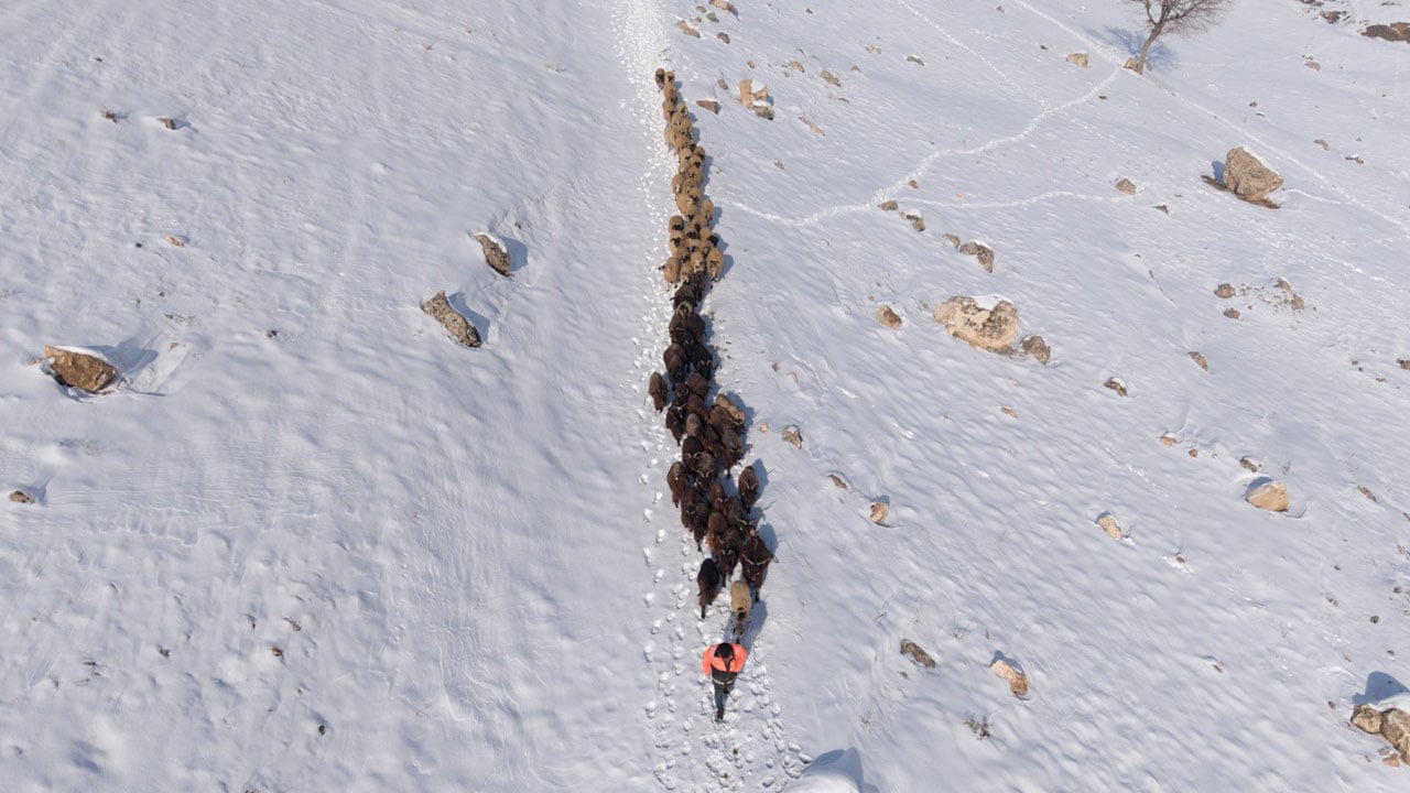 Foto - Besicilerin zorlu 'kar' mesaisi: Sürüler beyaz örtüde yol alıyor