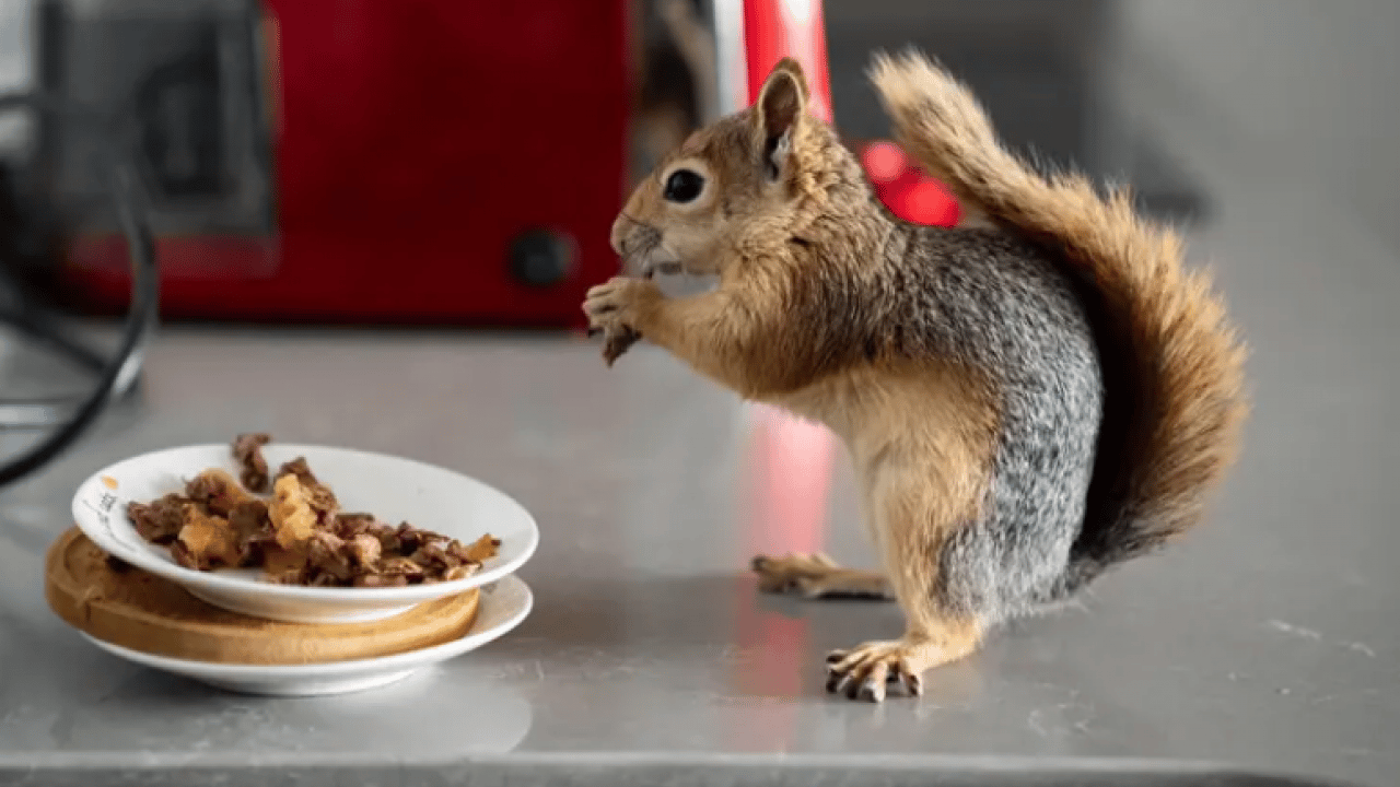 Foto - Beslenmeyi bile bilmiyordu! Şimdi pizza ve makarna yiyor