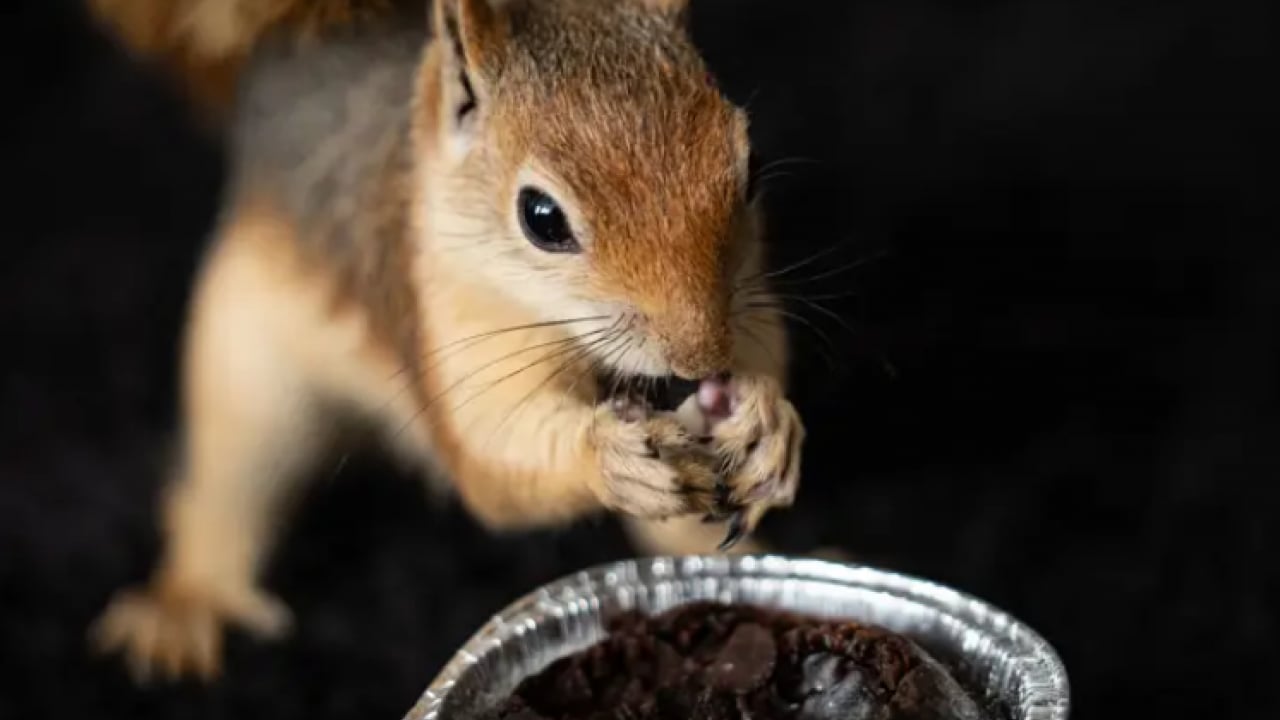 Foto - Beslenmeyi bile bilmiyordu! Şimdi pizza ve makarna yiyor