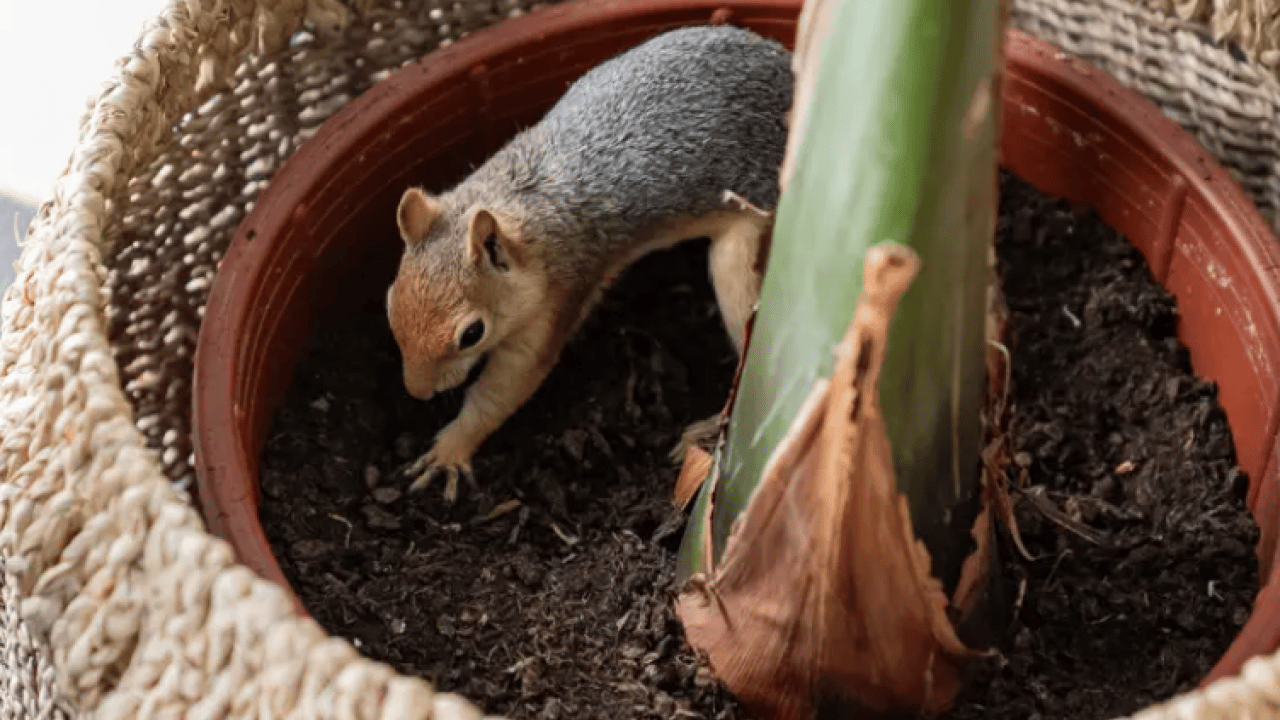 Foto - Beslenmeyi bile bilmiyordu! Şimdi pizza ve makarna yiyor
