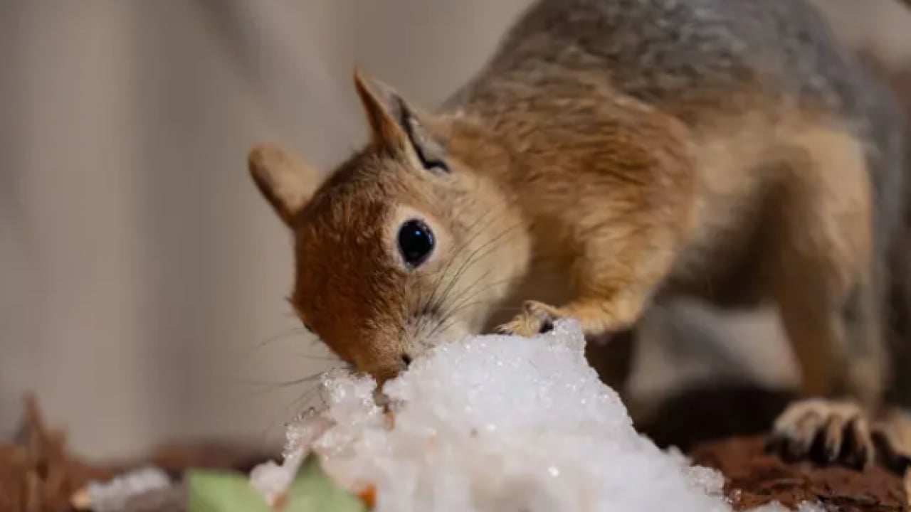 Foto - Beslenmeyi bile bilmiyordu! Şimdi pizza ve makarna yiyor