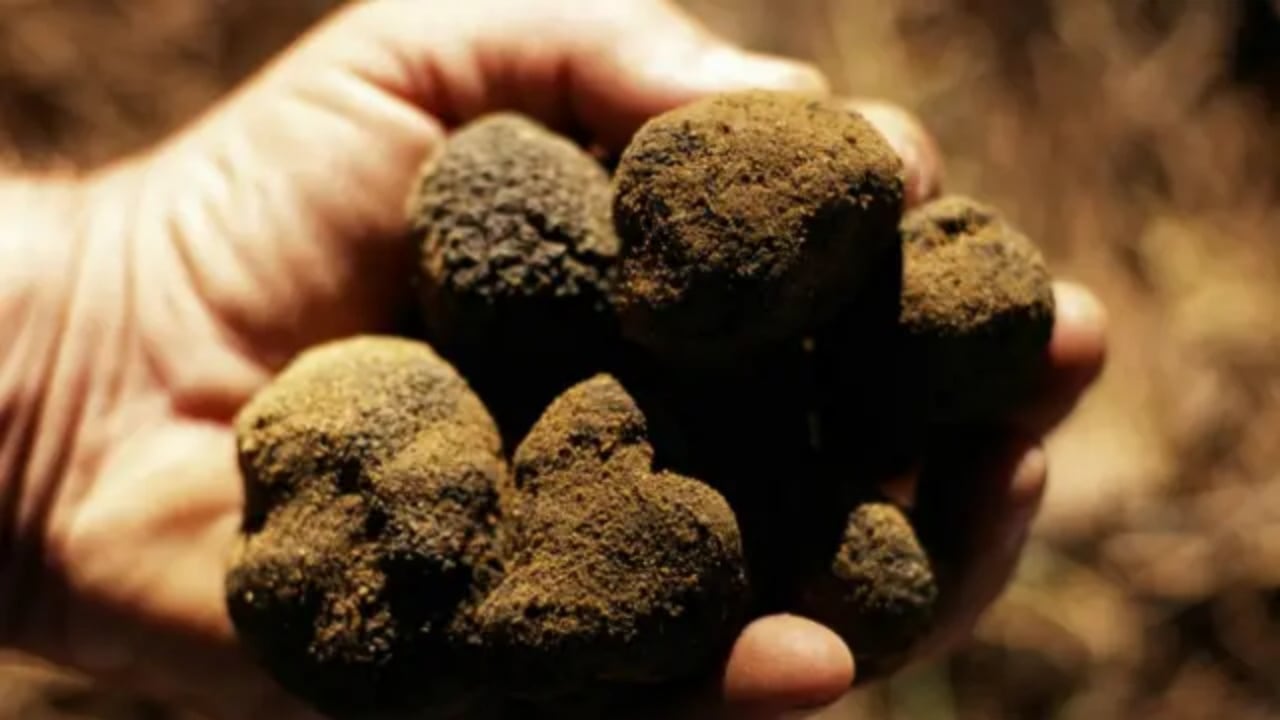 Foto - "Beyaz altın" olarak biliniyor! 12 milyon TL’lik mantarda Türkiye detayı