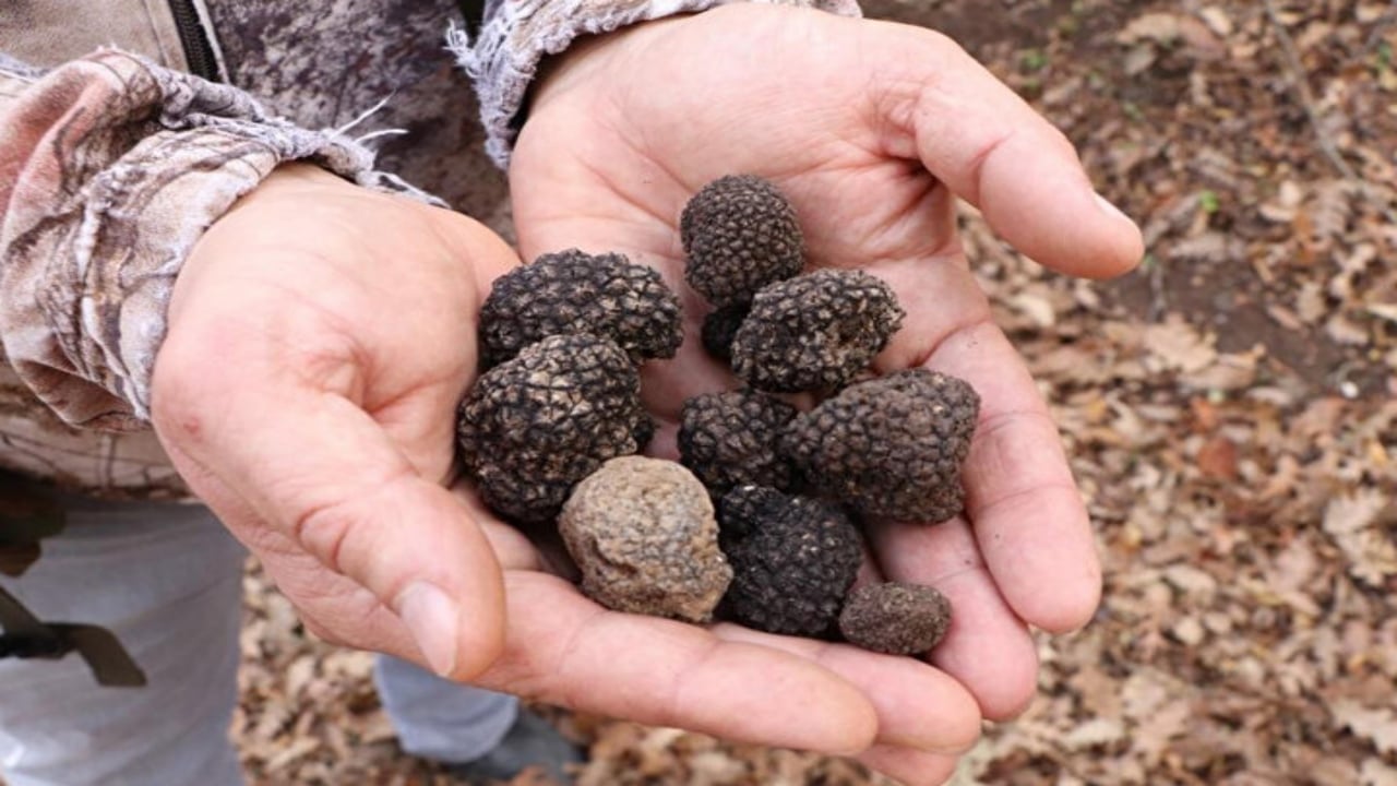 Foto - "Beyaz altın" olarak biliniyor! 12 milyon TL’lik mantarda Türkiye detayı