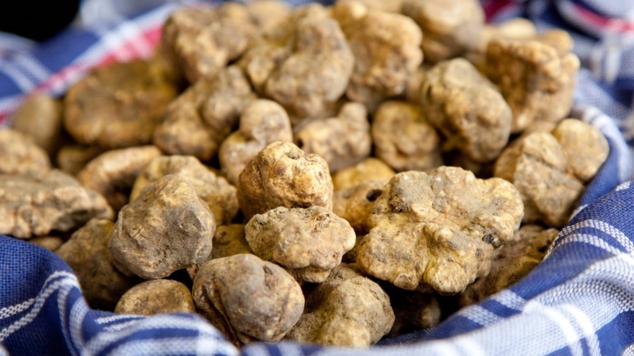 "Beyaz altın" olarak biliniyor! 12 milyon TL’lik mantarda Türkiye detayı