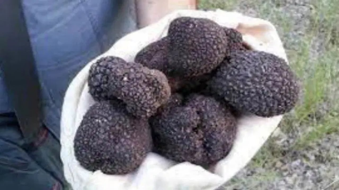 Foto - "Beyaz altın" olarak biliniyor! 12 milyon TL’lik mantarda Türkiye detayı