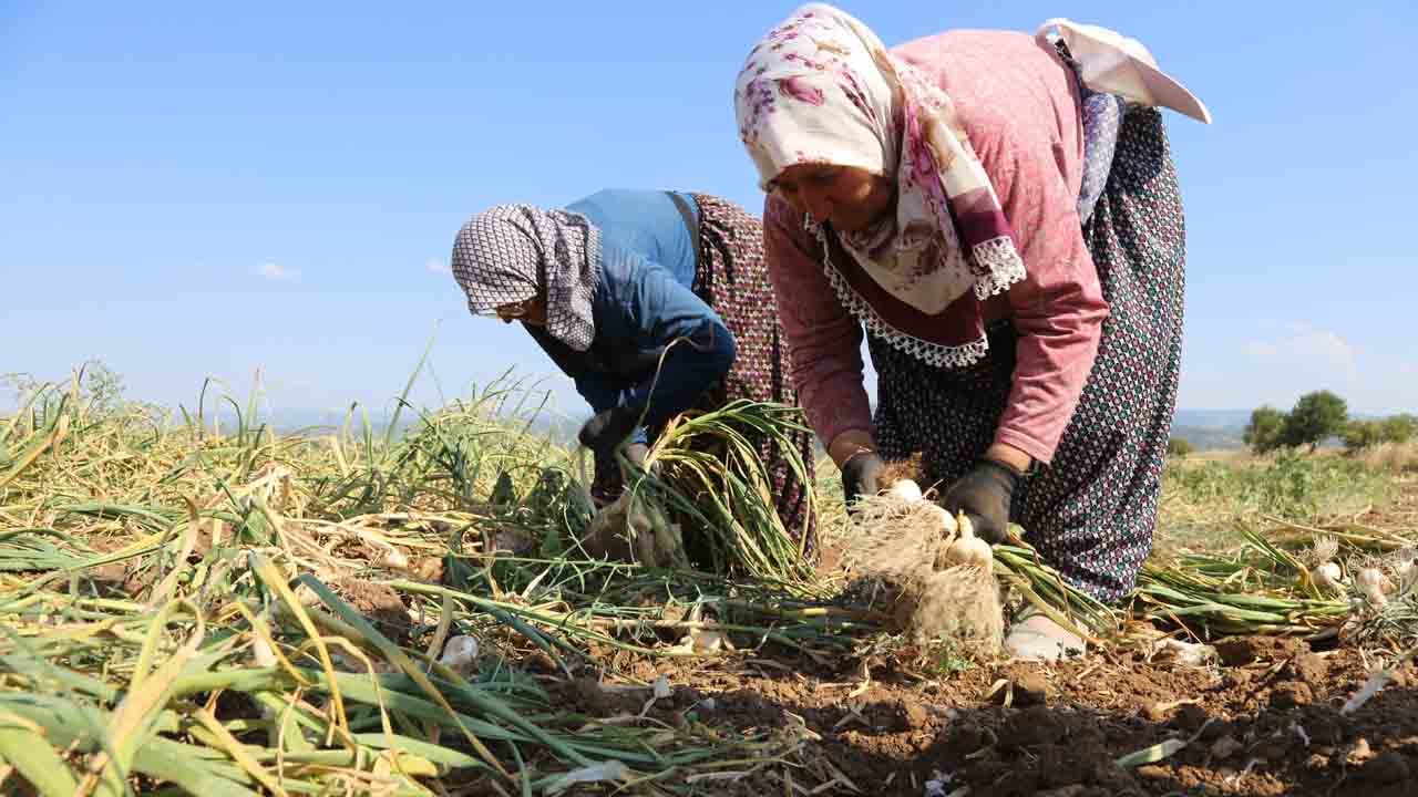 Foto - Beyaz altına stratejik dokunuş: Taşköprü sarımsağı değerine değer katıyor