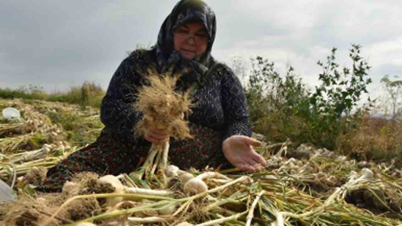 Foto - Beyaz altına stratejik dokunuş: Taşköprü sarımsağı değerine değer katıyor