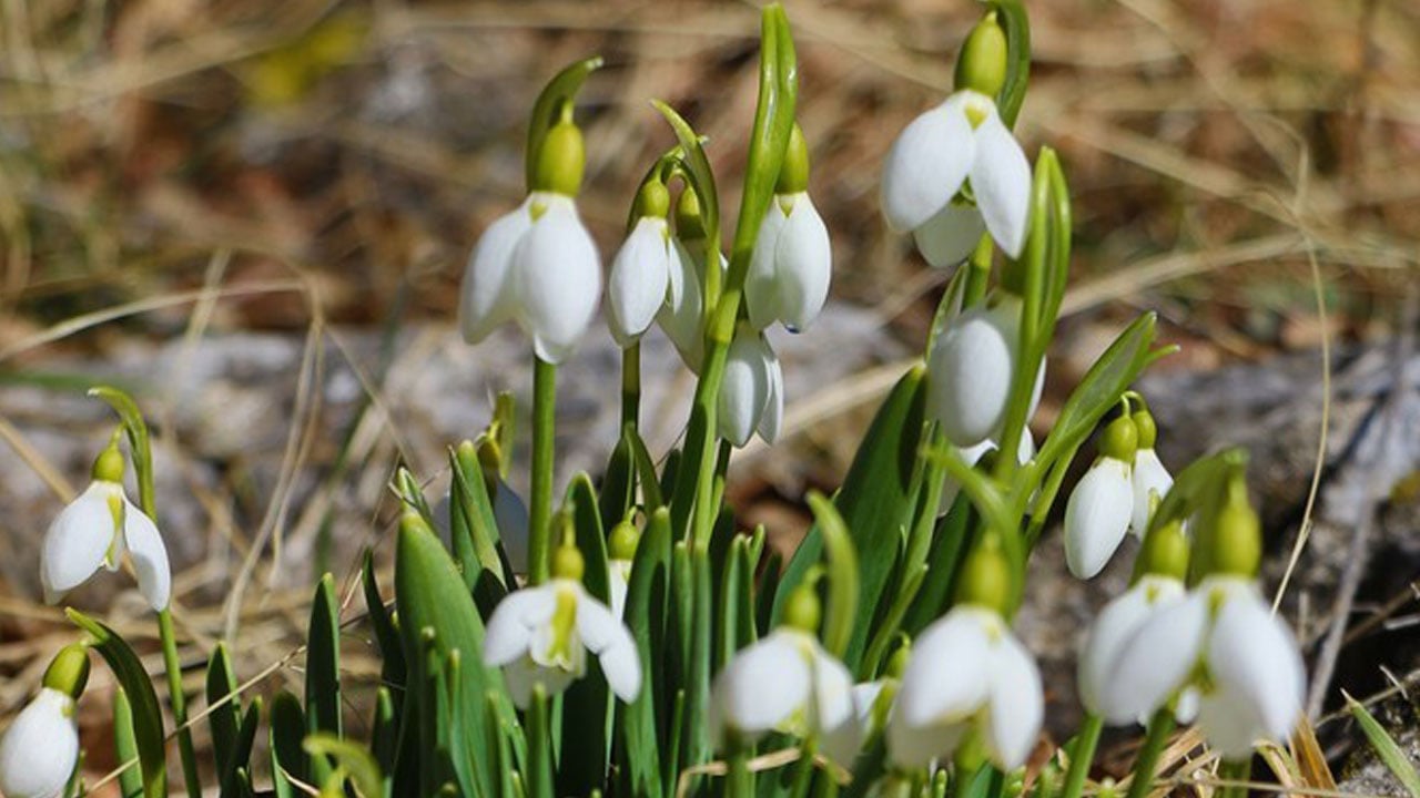 Foto - Beyaz örtü çekildi, bahar göründü! O ilimizde kardelenler yüzünü gösterdi