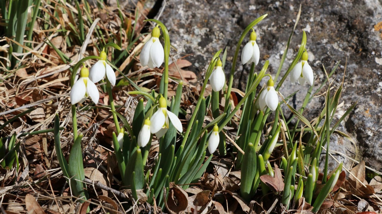 Foto - Beyaz örtü çekildi, bahar göründü! O ilimizde kardelenler yüzünü gösterdi