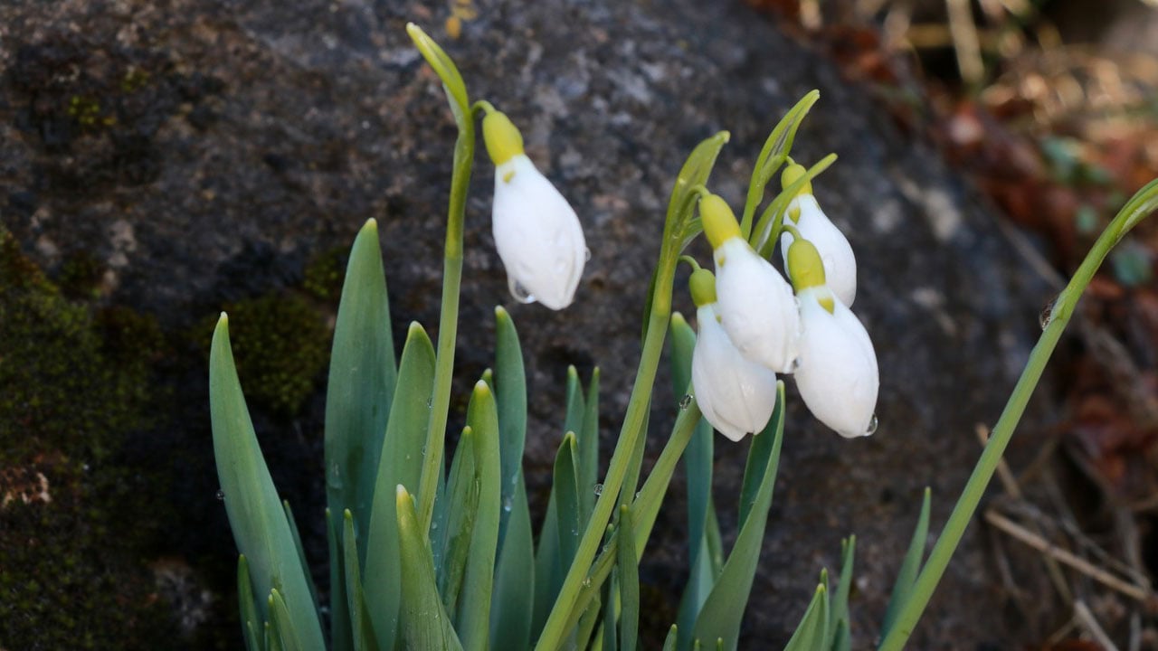 Foto - Beyaz örtü çekildi, bahar göründü! O ilimizde kardelenler yüzünü gösterdi