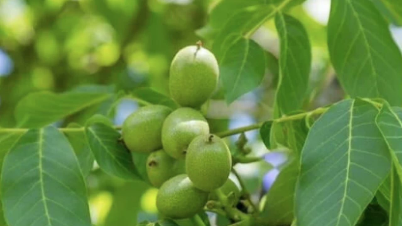 Foto - Beyaz saçları kapatan 10 doğal çözüm: Derman oluyor, işe yarıyor! Kimyasallardan uzak durun zehir...
