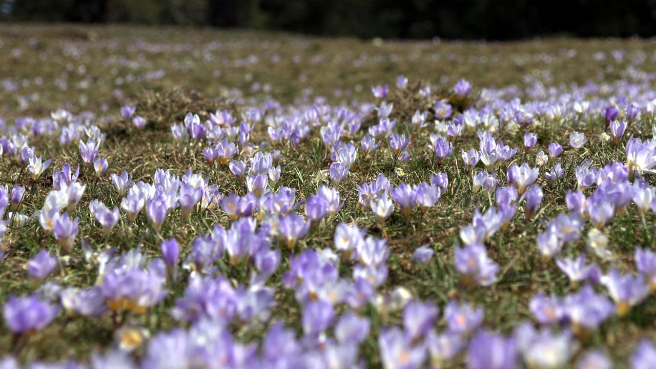 Foto - Beyazla mavinin buluştuğu yer! Sarıalan Yaylası’nda büyüleyen manzara