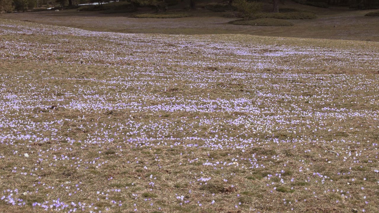Foto - Beyazla mavinin buluştuğu yer! Sarıalan Yaylası’nda büyüleyen manzara