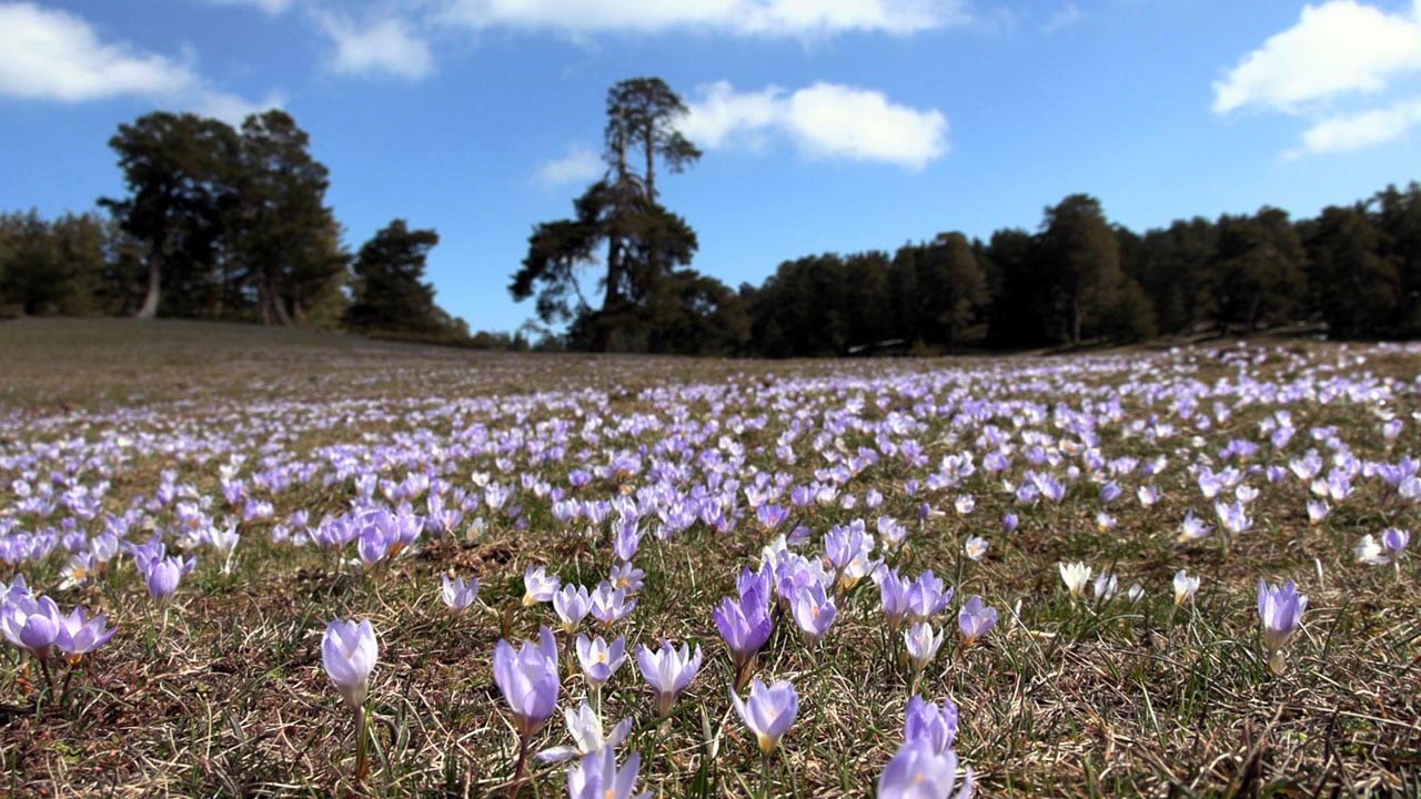 Foto - Beyazla mavinin buluştuğu yer! Sarıalan Yaylası’nda büyüleyen manzara