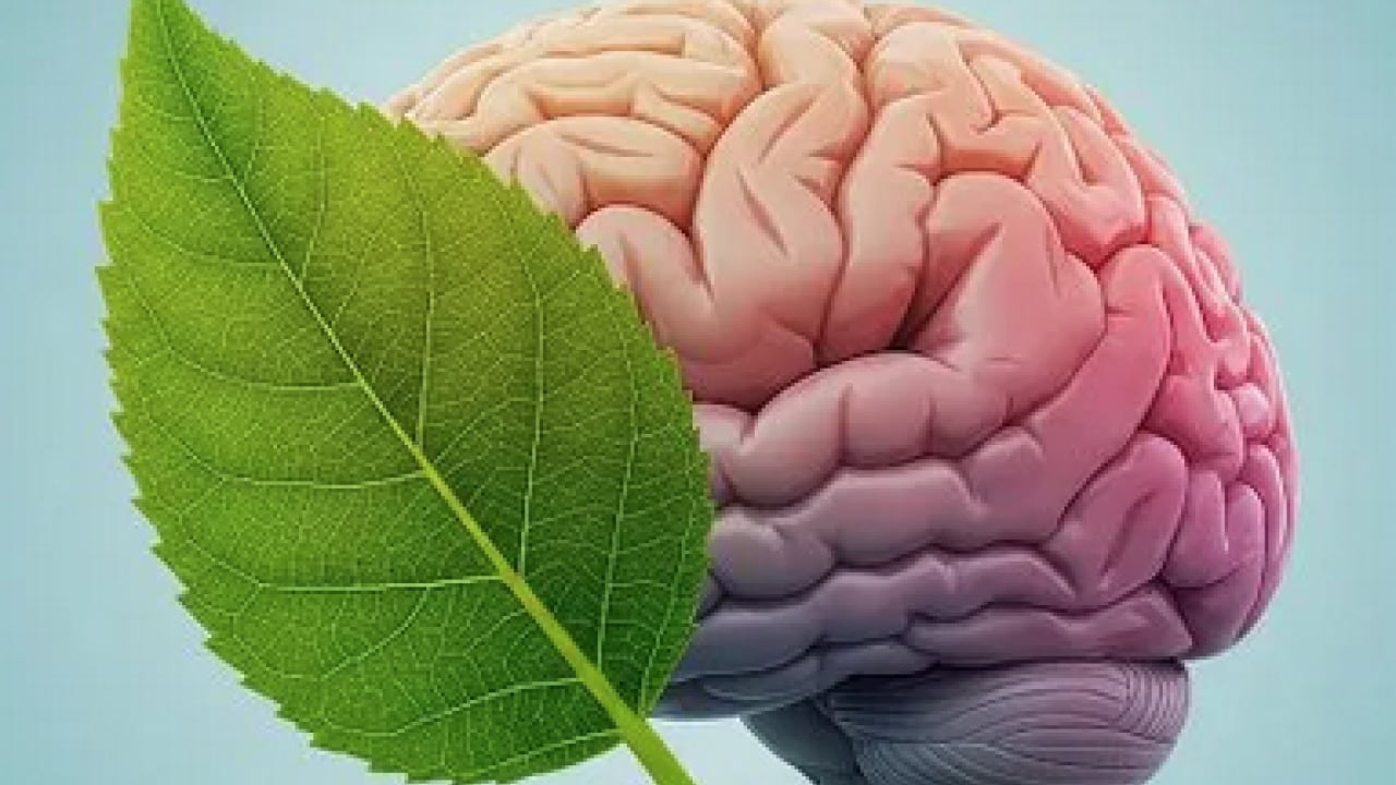 Foto - Uzman isim duyurdu: Hastalıkları tedavi etmek kadar önemli: İnme, epilepsi ve nörolojik...