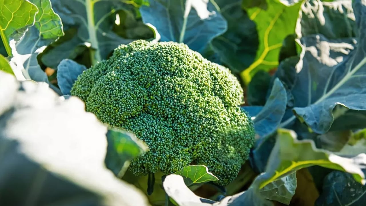 Beyin ve Alzheimer'in ilacı: İbrahim Saraçoğlu öneriyor!