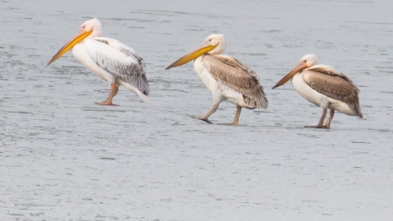 Foto - Beyşehir Gölü'nde pelikanların buzlu su keyfi