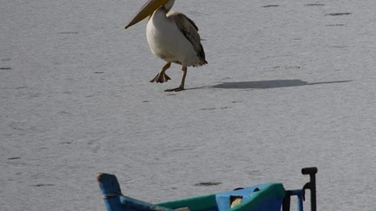 Beyşehir Gölü'nde pelikanların buzlu su keyfi