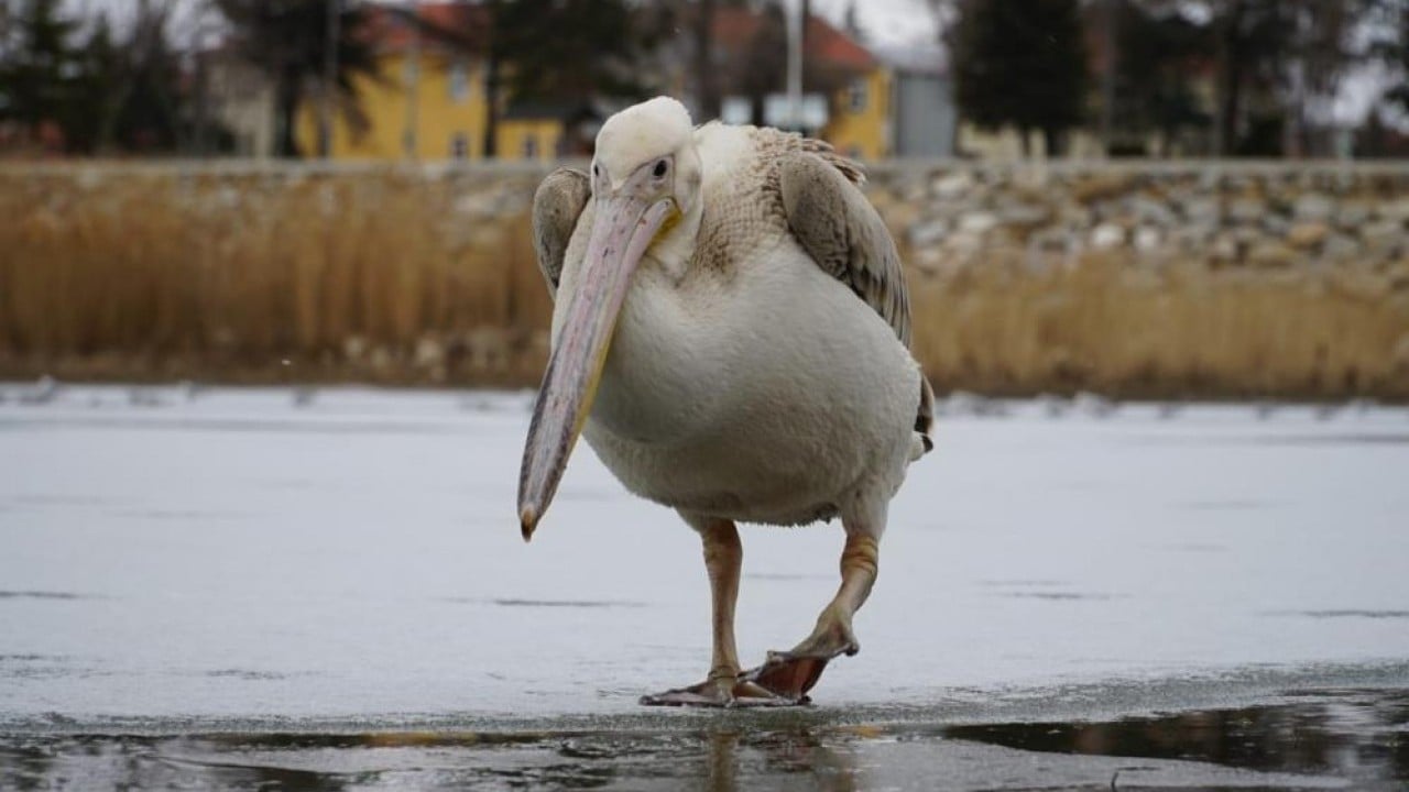 Foto - Beyşehir Gölü'nde pelikanların buzlu su keyfi