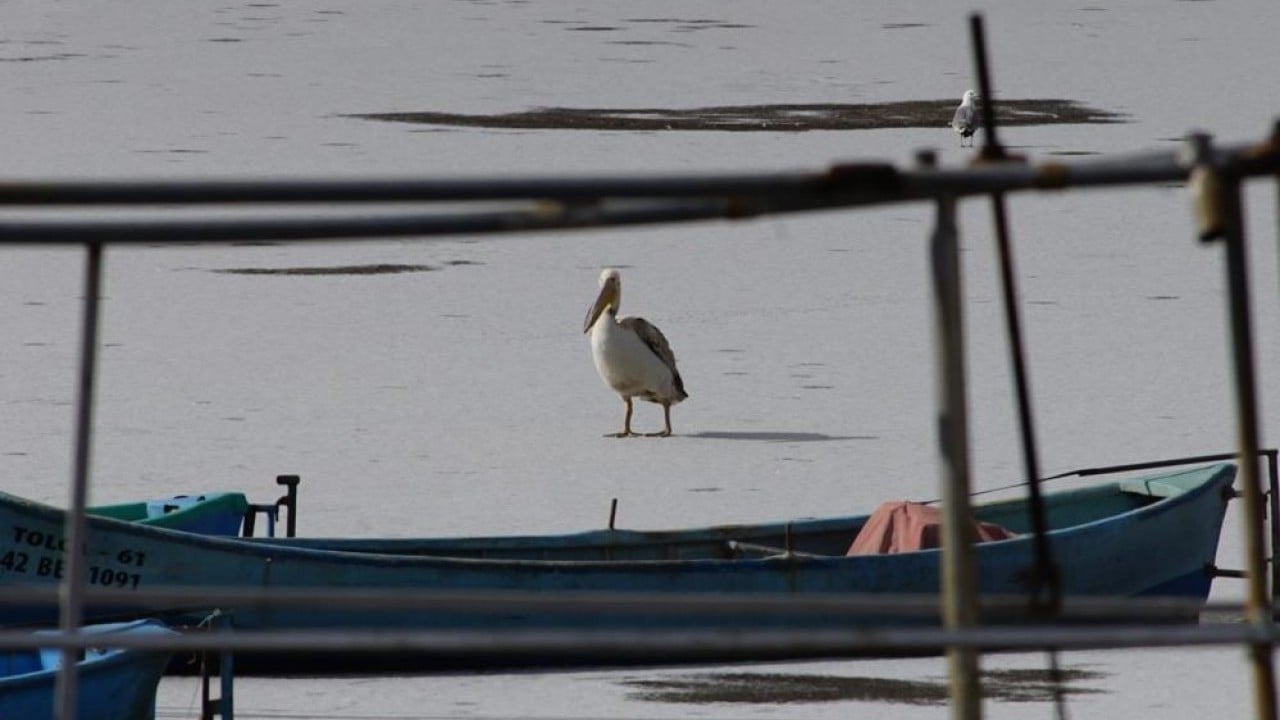 Foto - Beyşehir Gölü'nde pelikanların buzlu su keyfi
