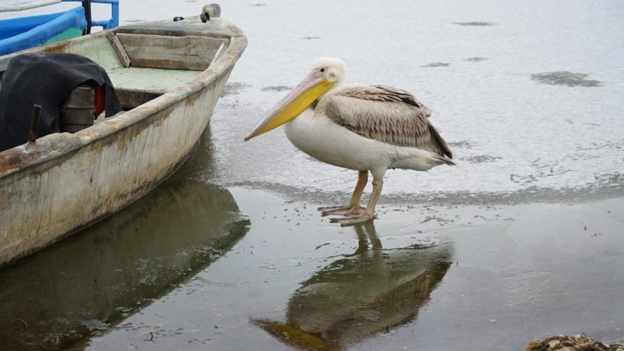 Foto - Beyşehir Gölü'nde pelikanların buzlu su keyfi