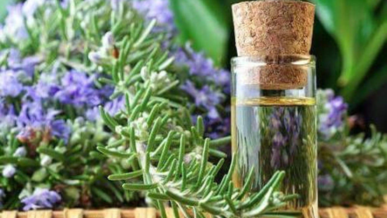 Foto - Biberiye sadece mutfak bitkisi değil Bir kere kokla hiç unutma