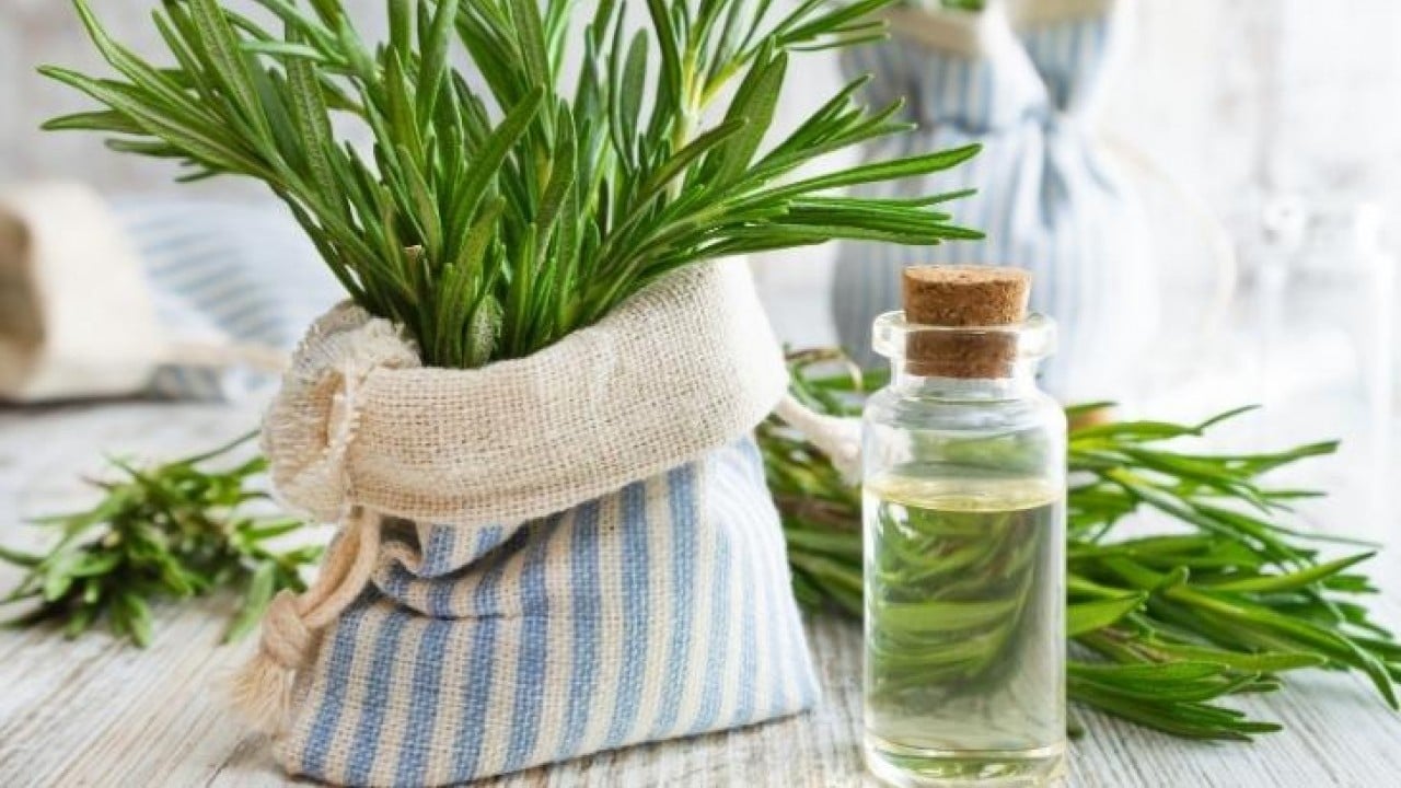 Foto - Biberiye sadece mutfak bitkisi değil Bir kere kokla hiç unutma